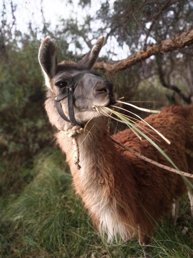 Dormir Con Llamas Maimará Exterior foto